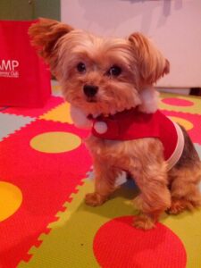 America's Next Top Doggie Model Zeus