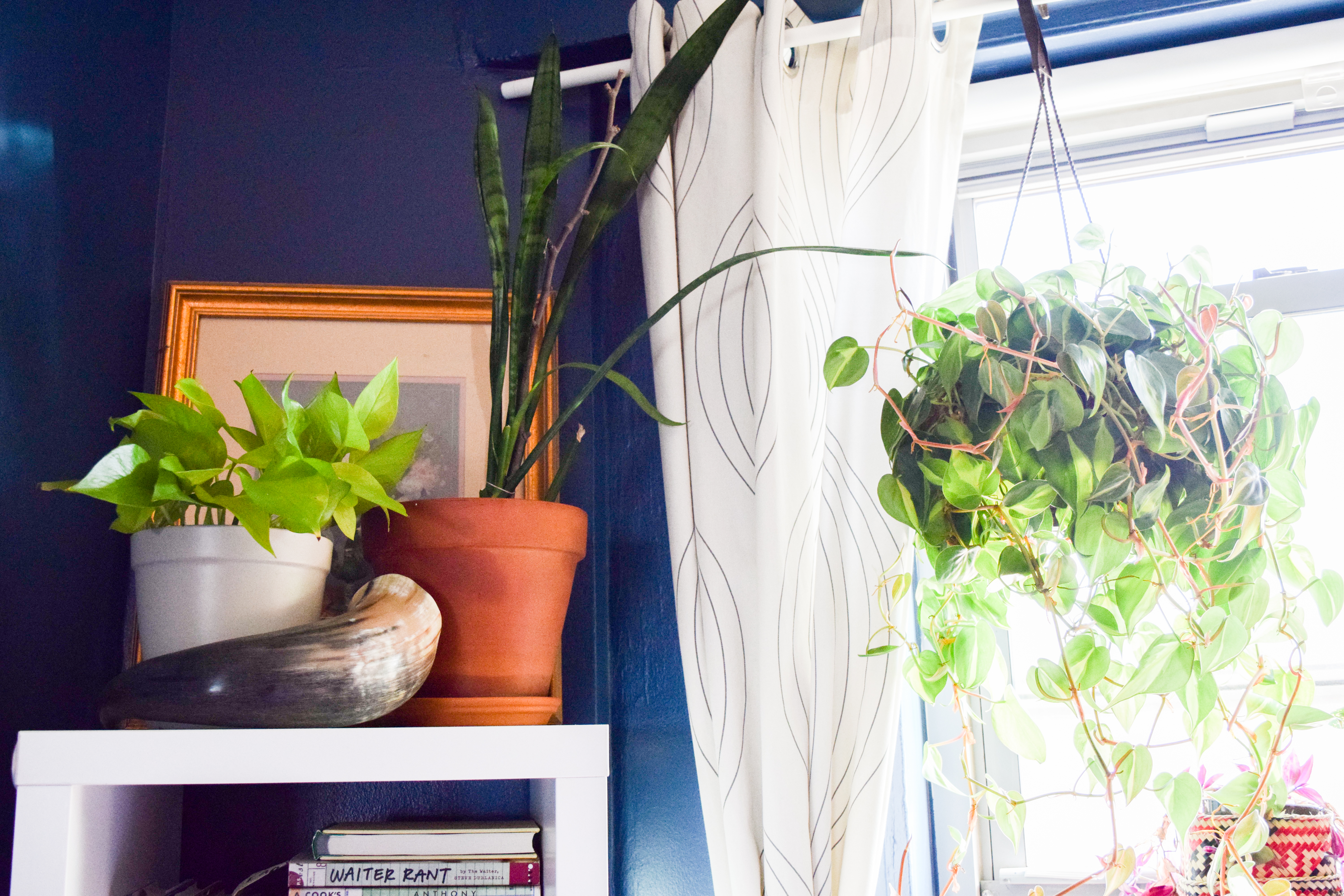 indoor_plant_06
