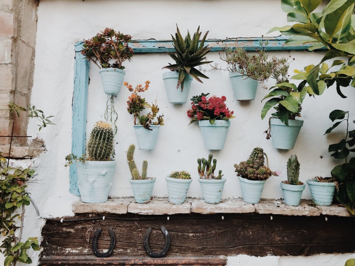 plants in pot on wall