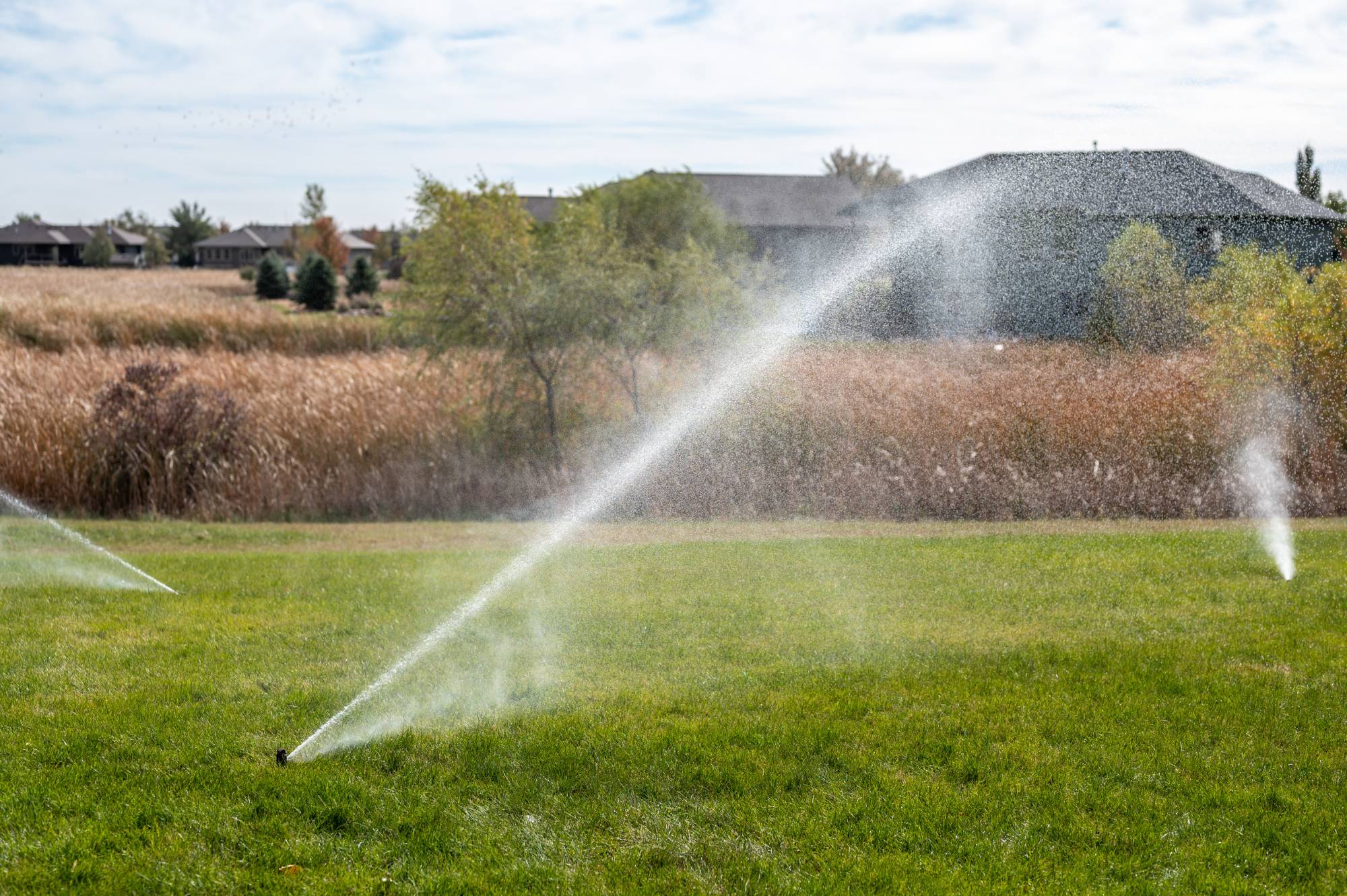 Sprinkler system winterization as compressed air blows water out of irrigation lines across a lawn