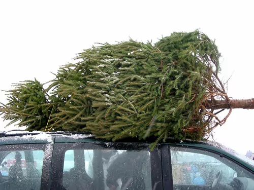 Christmas Tree Hauling Help